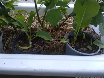 Plants de raifort