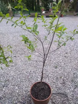 Arbre cerisier sauvage