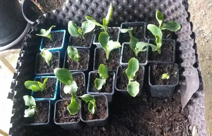 Jeunes pousses de citrouilles