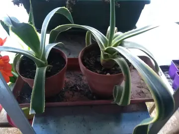 Jeunes cactus