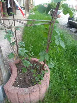 Plant de houblon