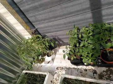 plants de tomates