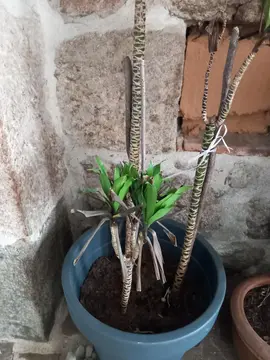 plante verte