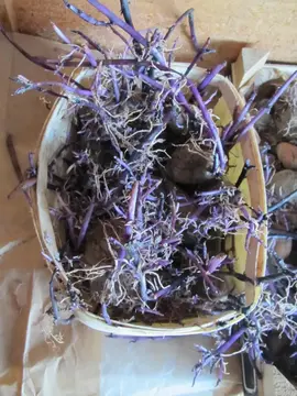 PLANTS DE P DE TERRE BLEU D'ARTOIS