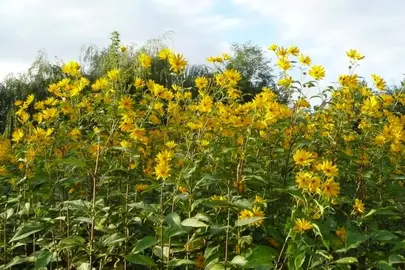 plants de topinambour et autres