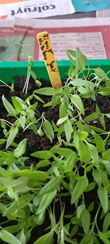 plants piments espelette