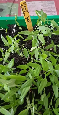 plants piments fort