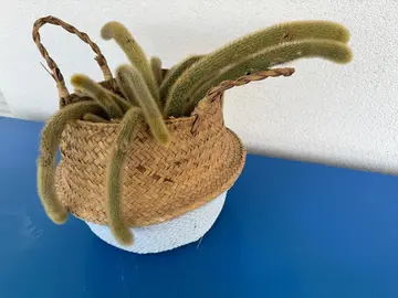 Plante cactus