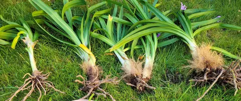 plants d' agapanthe bleu