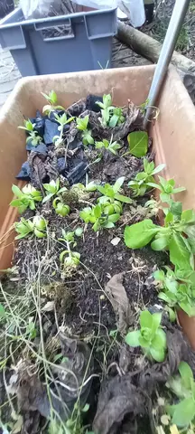 2 grandes jardinières avec plantes grasse