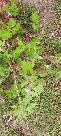 géranium de bois