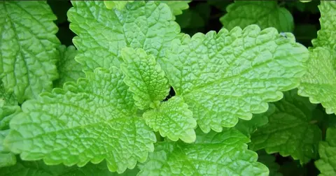 Branche de Mélisse fraîche du jardin