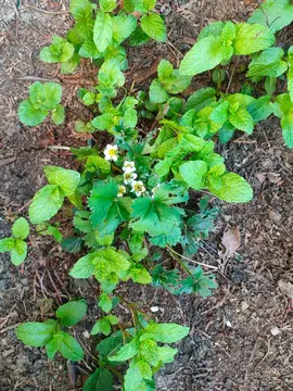Branche feuilles de menthe fraîche