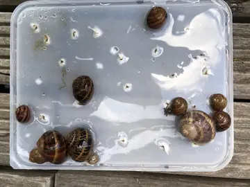 escargots (une quarantaine)