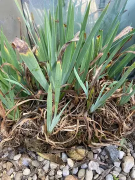 iris violet