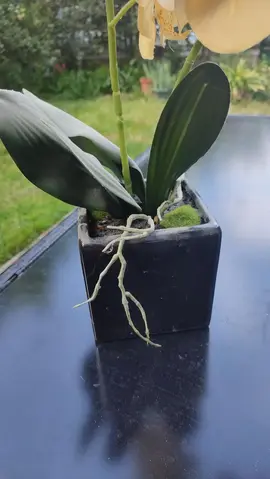 fausse orchidée très jolie