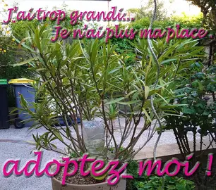 laurier rose en pot