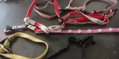 collier harnais