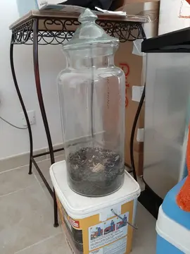 Terrarium pour plantes
