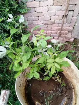 Petits plants de framboisier