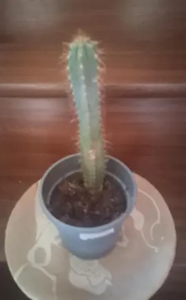 Cactus