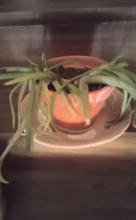 plante