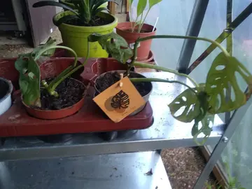 Plant de monstera