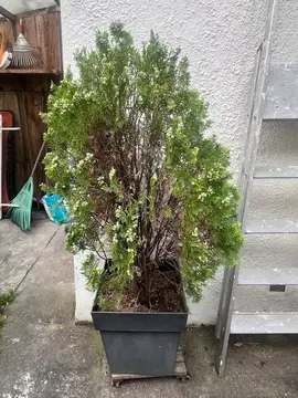 Arbuste Tuya pour jardin 🌳 (sans le pot)