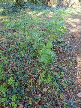 plant de sureau noir