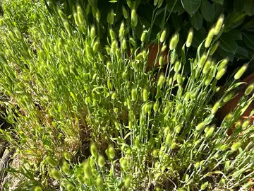Lagurus ovatus "queue de lièvre" à planter