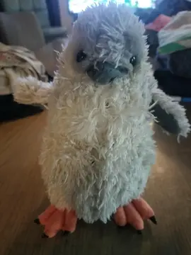 peluche