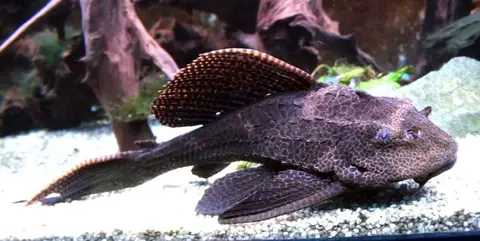 poisson lave vitre