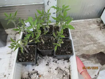 une dizaine de plants de tomates cerises jaune forme poire
