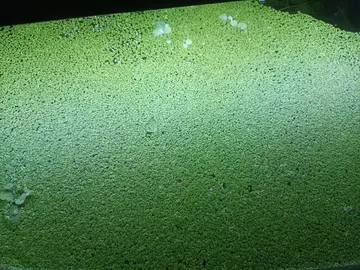 lentilles aquarium