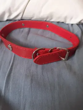 collier chien