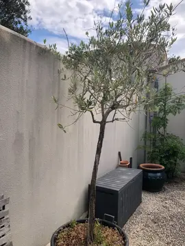 Olivier dans son pot