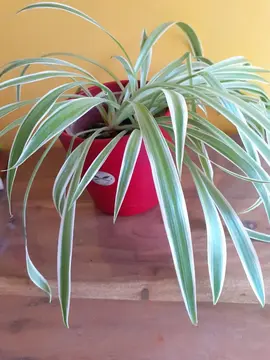 plante d'intérieur Chlorophitum