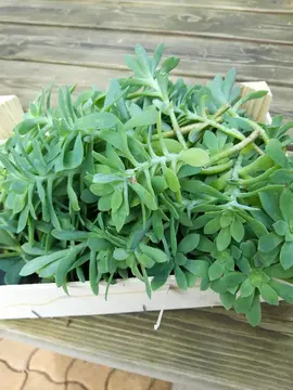 Plante Sedum
