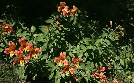 Repousses astroemerias