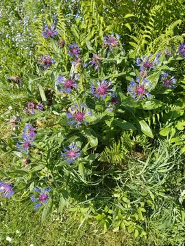 Fleurs vivaces bleuets