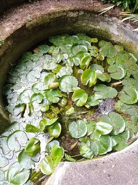 nénuphars pour bassin