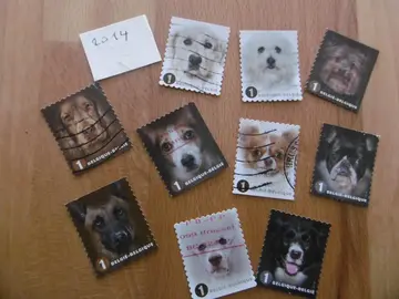 Série timbres Belgique Chiens 2014