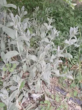 plants d Epiaire laineuse