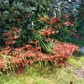 plants de crocosmias