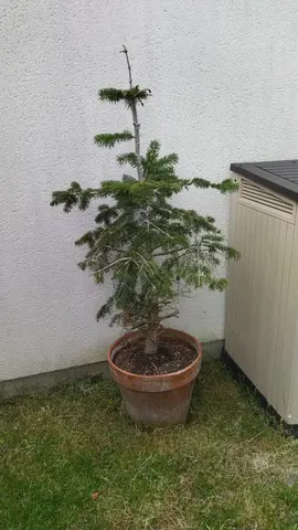 Sapin en pot