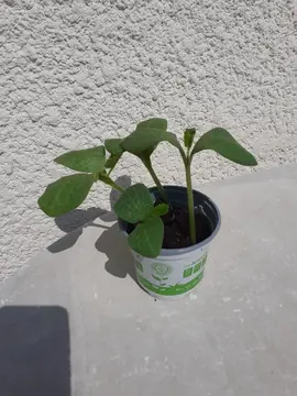 Plants de courge
