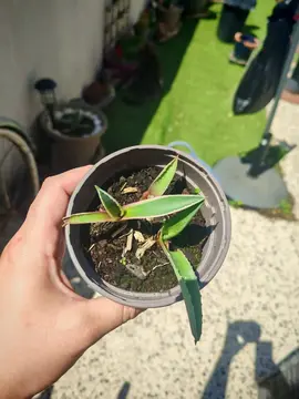 agave