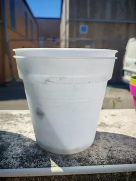pot orchidée