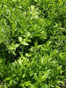 menthe sur pied