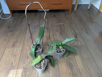 Orchidée